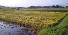 090901tanbo.jpg