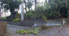 090901tree.jpg