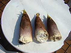 100502bbq-takenoko.jpg