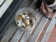 100613shell.jpg