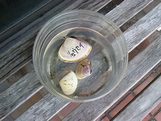 100620-1shell.jpg
