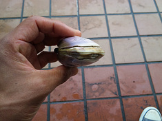 100620shell.jpg