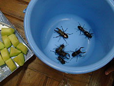 10725kuwa2.jpg