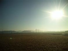 120131-ricefirld.jpg