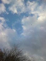 120203sajicho3.jpg