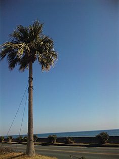 2011wada-tree.jpg
