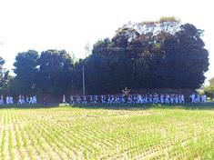 110913rice-fe.jpg