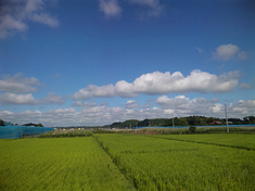100712-ricefirld.jpg