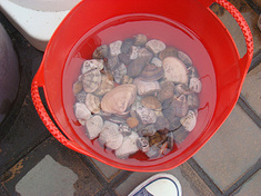 t110507clam.jpg