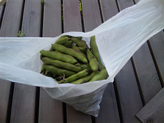 t110514soramame.jpg