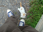 090711am-cat.jpg