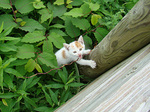 090711am-cat2.jpg