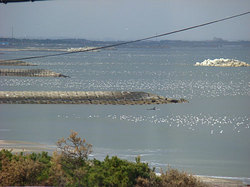 091231pm-bird.jpg
