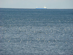 091231pm-bird2.jpg