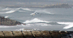 100118shida-tora.jpg