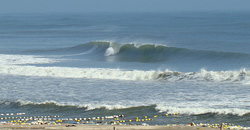100305eagle1.jpg
