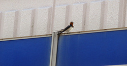 100506taito-swallow.jpg