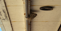100506taito-swallow1.jpg
