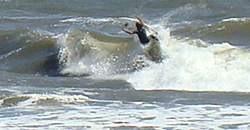 100515eagle2.jpg