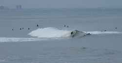 110105pm-eagle2.jpg