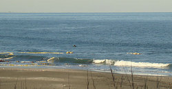 110118pm-eagle1.jpg