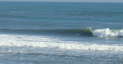 110216eagle1.jpg