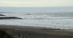 110218eagle-birds.jpg