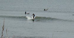 110306pm-eagle2.jpg