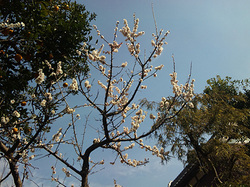 110320plum.jpg