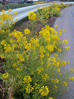 110324flower.jpg