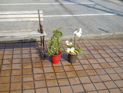 110325taito3-flower.jpg