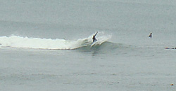 110607eagle1.jpg