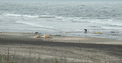 110614eagle1.jpg