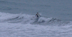120208pm-eagle2.jpg