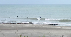 130905eagle1.jpg