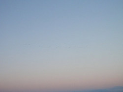 131106pm-view-birds.jpg