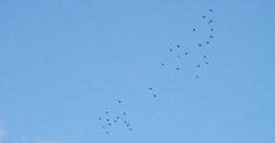 131113pm-birds.jpg