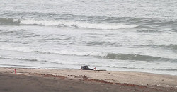 131115eagle1.jpg