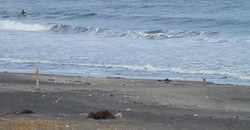 131209eagle1.jpg