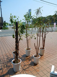 140424tree.jpg