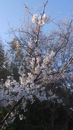 140331cherry.jpg